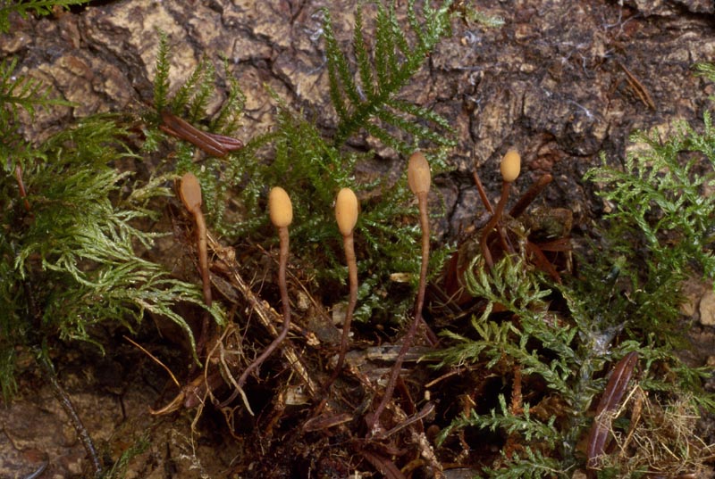 Heyderia abietis